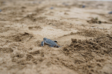 turtle cubs are released at the turtle conservation center Ujung genteng sukabumi Indonesia