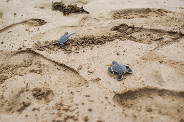 turtle conservation center Ujung Genteng Sukabumi Indonesia