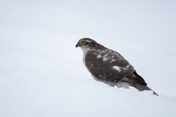 雪の中のハイタカ
