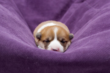 Corgi puppies