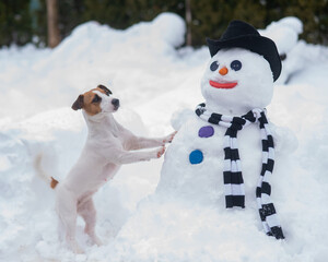 Jack Russell Terrier dog making a snowman. Winter fun.