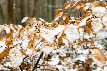 Schnee bedeckte braune Blätter im Wald.
