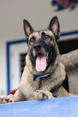 Portrait of Shepherd dog on the porch. Closeup.