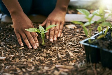 Black woman, hands or planting sapling in soil agriculture, sustainability care or future growth planning in climate change support. Zoom, farmer or green leaf plants in environment, nature or garden
