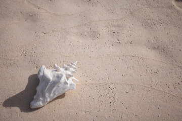 Big white seashell on the sandy beach. Closeup. Summer holidays concept.