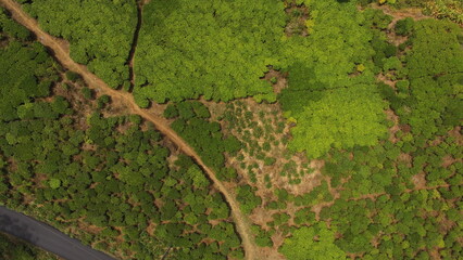 aerial view of tea plantations with asphalt roads and tea picker houses, Cibuni, Rancabali, Indonesia