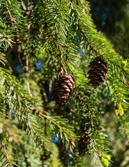 Spruce Picea omorika. Cones on hanging branch of spruce Picea omorika on blurred dark background. Selective focus. Branch with short striped needles, characteristic of Serbian spruce. Close-up.