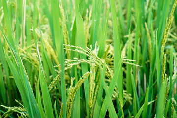 Fototapeta na wymiar close up of rice when it turns yellow ready for harvest