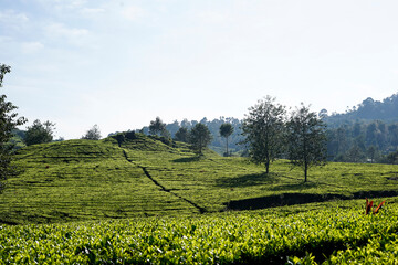 the atmosphere in the ciwidey tea garden in Bandung