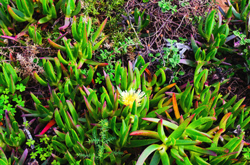 Close-up view of wild succulent plants Carpobrotus edulis (Hottentot-fig) at Cabo da Roca cape. Western point of Europe. Portugal