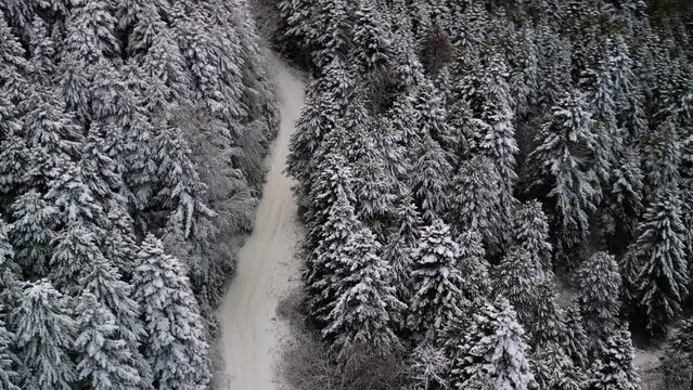Chillin' in the Snow: Aerial View of Winter Magic&mdash;Mountains, Snowy Pines and National Park Vibes