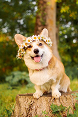 Corgi
