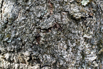 closeup Embossed texture of the bark