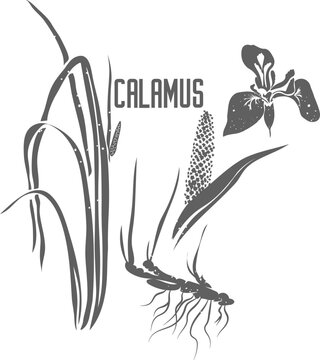 Calamus flower, fruit and root vector silhouette. Sweet flag medicinal herbal outline. Acorus calamus silhouette illustration for pharmaceuticals and cooking. Calami rhizomata outlines.