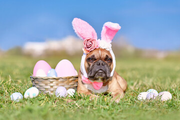 Easter French Bulldog dog with rabbit costume ears next to easter eggs