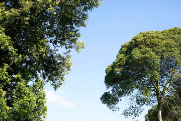 the atmosphere in the ciwidey tea garden in Bandung