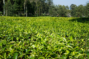 Fototapeta na wymiar green tea in a tea plantation