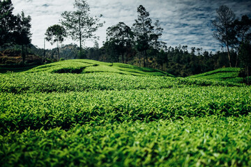 morning atmosphere on the expanse of tea plantations
