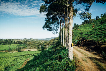 Fototapeta na wymiar morning atmosphere on the expanse of tea plantations