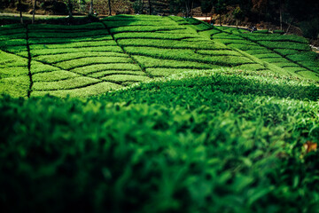 morning atmosphere on the expanse of tea plantations