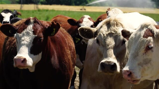 Close-up of a herd of cows in an extensive field while it is watered