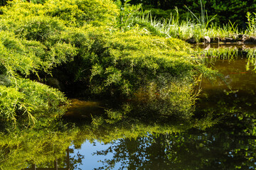 Fototapeta na wymiar Juniperus pfitzeriana or Juniperus media Old Gold. Young green-yellow-tipped twigs of Juniperus pfitzeriana above water surface of beautiful garden pond. Selective focus. Nature concept for design.