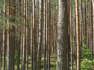 Pine trees and fir trees in the forest close up. Coniferous forest landscape in sunny day. Nature reserve. Evergreen Pine tree forest in sunlight.