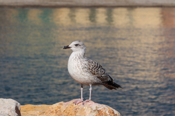 Seagull over sea and blue sky. Collioure, France.