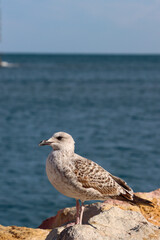 Obraz premium Seagull over sea and blue sky. Collioure, France.