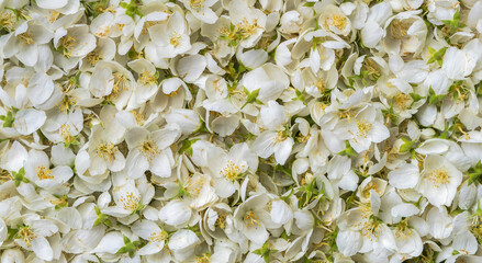 Close up jasmine flowers on the plain surface