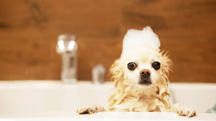 Funny little wet dog in the bathroom. The Chihuahua dog is afraid to swim. The dog takes a shower....