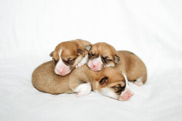 Corgi puppies