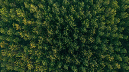 Top view aerial shot of green cottonwood forest landscape from drone pov in summer afternoon - obrazy, fototapety, plakaty