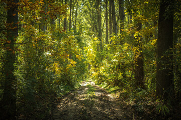 Dirt path way through poplar tree woodland in summer morning