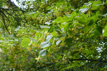 Numerous flowers in the leafage of linden tree in mid June