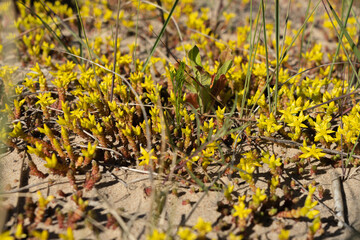 Young shoots of plants sprout through the sand. A sunny day. Natural background.
