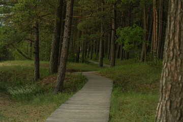 A road made of wooden planks in the forest. Pine forest.