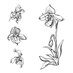 Hand drawn vector ink orchid flowers, stems, leaves, monochrome, detailed outline. Composition with branches. Isolated on white background. Design for wall art, wedding, print, tattoo, cover, card. © Elena