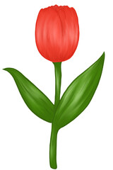 red tulip, hand drawn flower