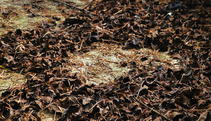 Dry leaves on abandon house floor