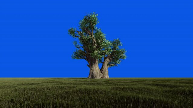 Beautiful African baobab isolated on blue screen, Chroma Key, 4K, loop