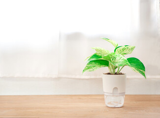 Epipremnum aureum marble queen plant in transparent double layer plastic flower pot, self-watering flowerpot cotton rope on  wooden table in office or living room. Space for your text.