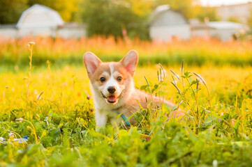 Corgi puppies