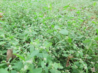 close up of green grasses plant background for wallpaper