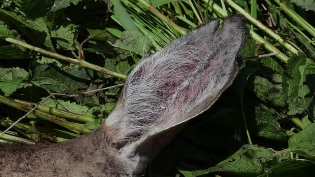 High angle dolly shot of insects flying on dead deer's ear lying in forest during sunny day