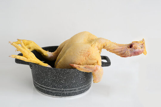 relaxed Whole raw chicken with head and feet in saucepan isolated on white background. dead Raw hen sitting in stainless steel stock pot.