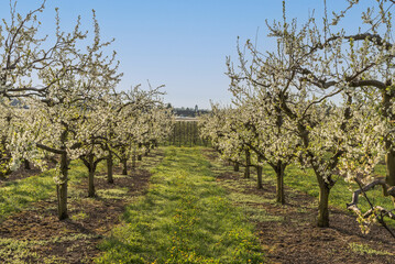 Plakat Blooming fruit trees in orchard near Kressbronn am Bodensee, Baden-Wuerttemberg, Germany