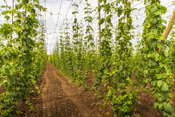 Hops field (Humulus lupulus) near Lake Constance, Kressbronn, Lake Constance district, Baden-Wuerttemberg, Germany
