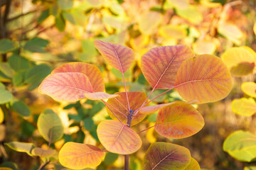 Plant branch with autumn leaves in park
