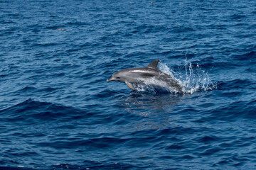 Fototapeta premium Jump! 